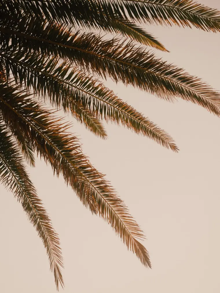 Palm fronds fanning against a pale sky
