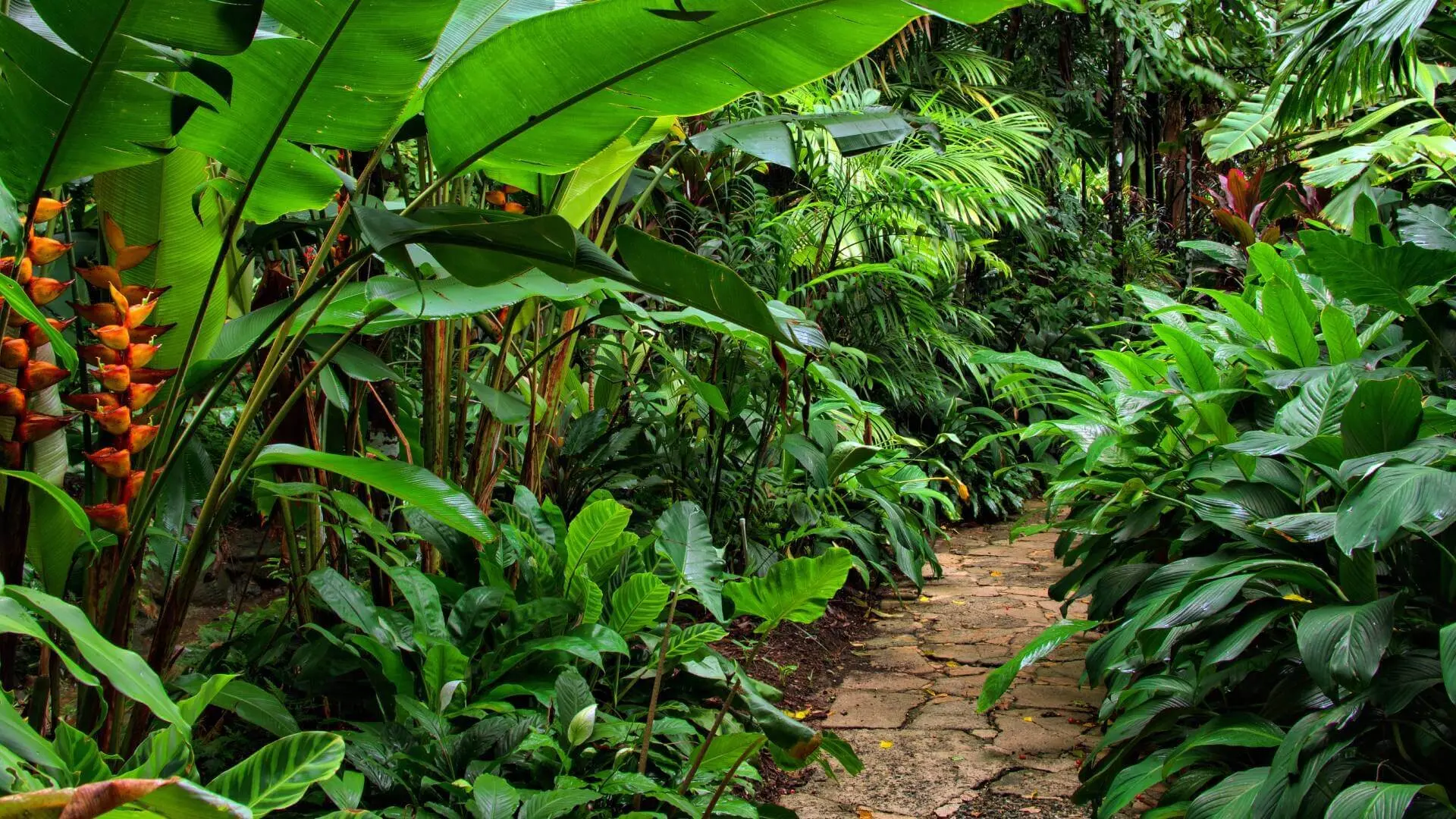 A stone path winding through lush tropical foliage